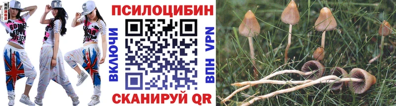 Псилоцибиновые грибы Psilocybe  OMG ссылка  Чекалин 